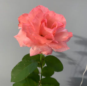 Meet your Posher, Nina